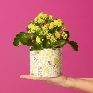 Plant of the month - Brilliant Bee Kalanchoe