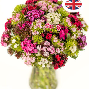 British Sweet Williams